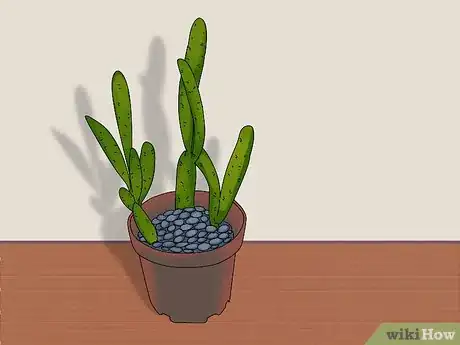 Imagen titulada Prevent Cats from Digging Up Houseplants Step 6