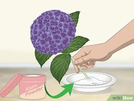 Imagen titulada Keep Hydrangeas Alive Step 2