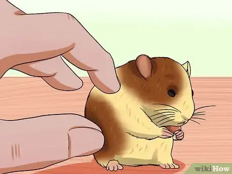 Imagen titulada Diagnose and Treat a Dehydrated Hamster Step 1