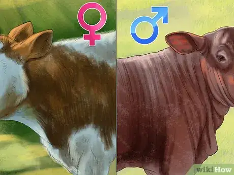 Imagen titulada Tell the Sex of a Newborn Calf Step 6