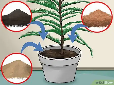 Imagen titulada Care for a Norfolk Pine Step 1