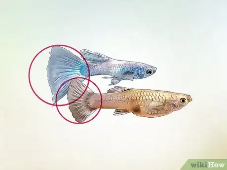 Imagen titulada Identify Male and Female Guppies Step 6