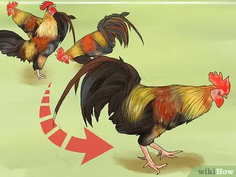 Imagen titulada Stop a Rooster from Crowing Step 3