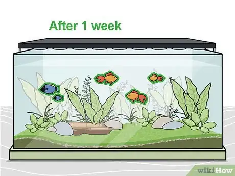 Imagen titulada Grow Freshwater Aquarium Plants Step 11