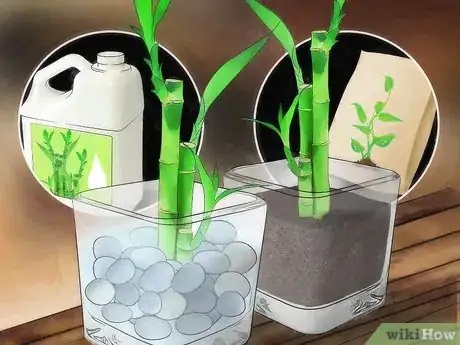 Imagen titulada Take Care of Lucky Bamboo Step 6