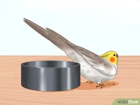 Imagen titulada Tell if a Cockatiel Is Male or Female Step 11