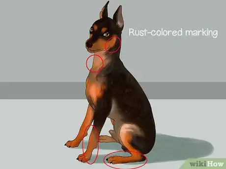 Imagen titulada Identify a Miniature Pinscher Step 8