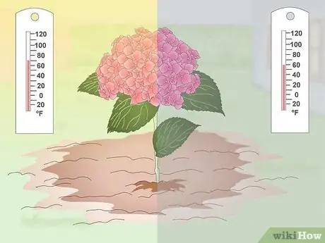 Imagen titulada Keep Hydrangeas Alive Step 9