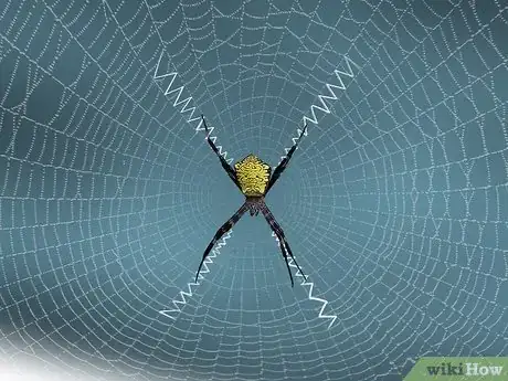 Imagen titulada Identify a Banana Spider Step 14