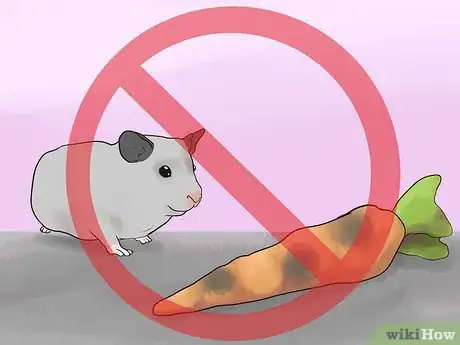 Imagen titulada Prevent Poisoning in Hamsters Step 3