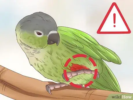 Imagen titulada Spot Signs of Disease in Conures Step 6