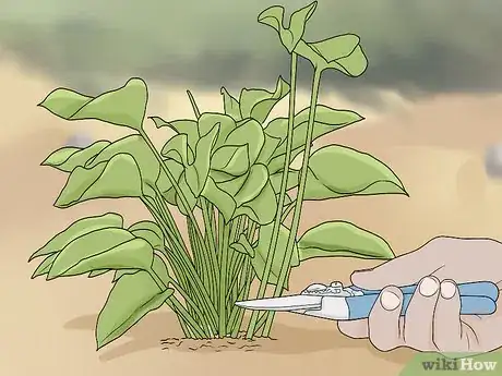 Imagen titulada Prune Philodendron Step 4