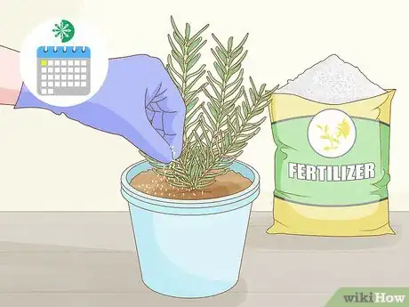 Imagen titulada Grow Rosemary Indoors Step 13