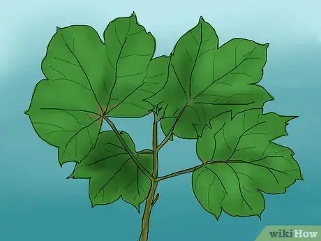 Imagen titulada Identify a Sycamore Tree Step 7