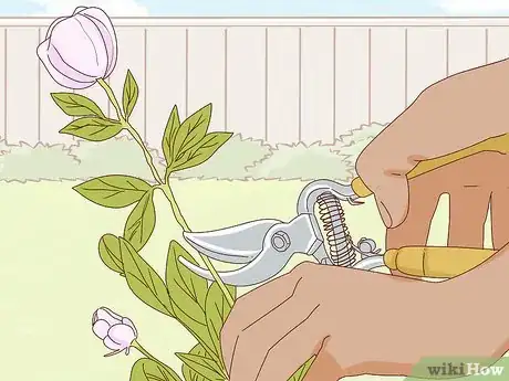 Imagen titulada Get Peonies to Bloom Step 9