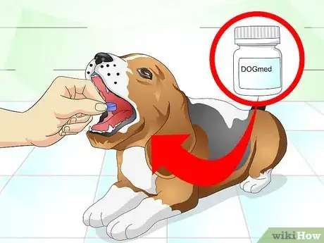 Imagen titulada Nurse a Dog when It's Sick Step 1