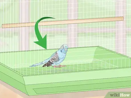 Imagen titulada See if Your Pet Budgie Is Sick Step 5