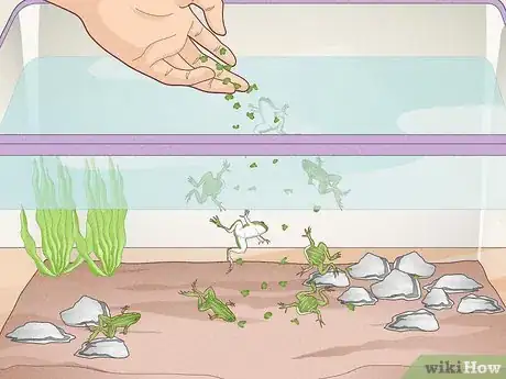 Imagen titulada Care for Frog Eggs Step 13