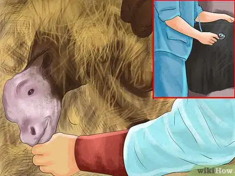 Imagen titulada Tell the Sex of a Newborn Calf Step 2