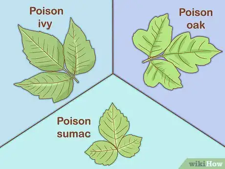 Imagen titulada Treat Poison Ivy and Poison Oak Step 19