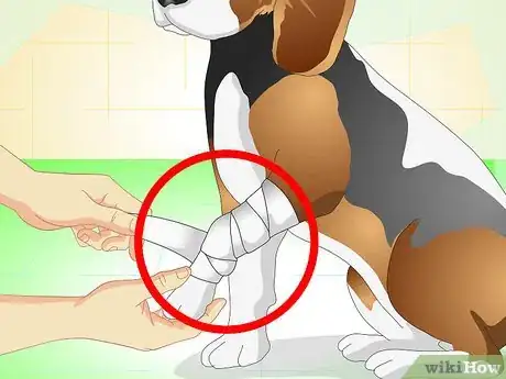 Imagen titulada Care for a Dog With Stitches Step 2