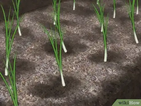 Imagen titulada Grow Green Onions Step 5