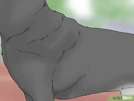 Imagen titulada Identify a Rottweiler Step 10