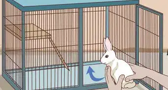 acariciar un conejo
