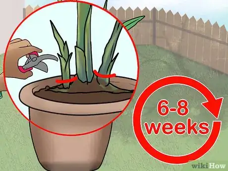 Imagen titulada Grow Banana Trees in Containers Step 11