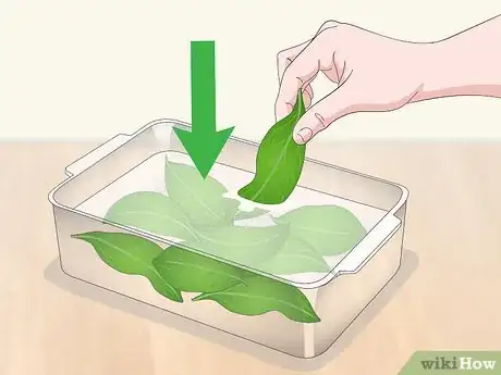 Imagen titulada Preserve Magnolia Leaves Step 5