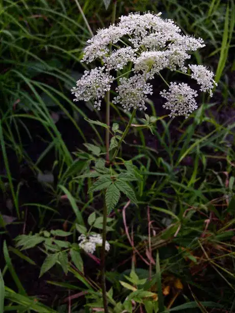 Imagen titulada Cicuta maculata Water Hemlock