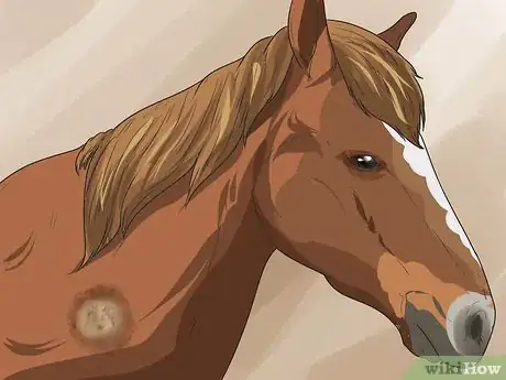 Imagen titulada Treat Ringworm in Horses Step 1