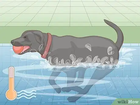 Imagen titulada Safely Introduce Your Dog to Water Step 5