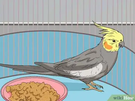 Imagen titulada Spot Signs of Illness in a Cockatiel Step 5