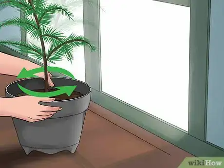 Imagen titulada Care for a Norfolk Pine Step 5