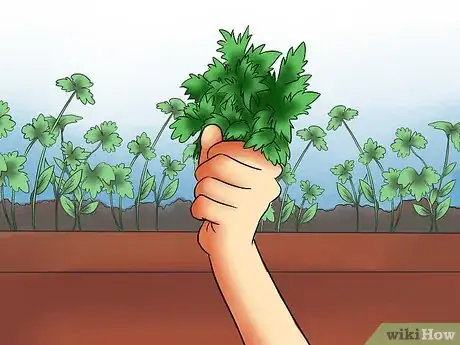 Imagen titulada Harvest Parsley Step 6