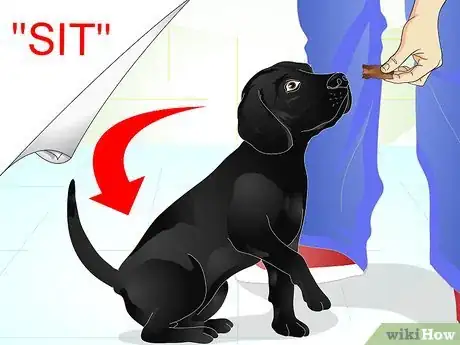 Imagen titulada Raise a Dog Step 20