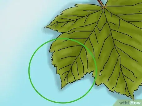 Imagen titulada Identify a Sycamore Tree Step 8