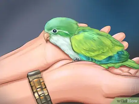 Imagen titulada Take Care of a Quaker Parrot Step 4