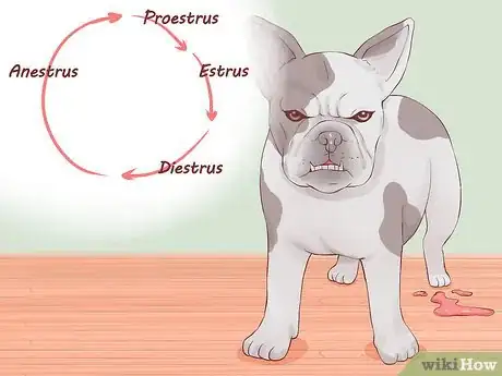 Imagen titulada Be a Responsible Breeder of French Bulldog Puppies Step 5