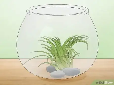 Imagen titulada Care for Air Plants Step 12