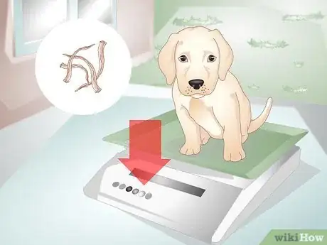 Imagen titulada Know Your Puppy Has Worms Step 2