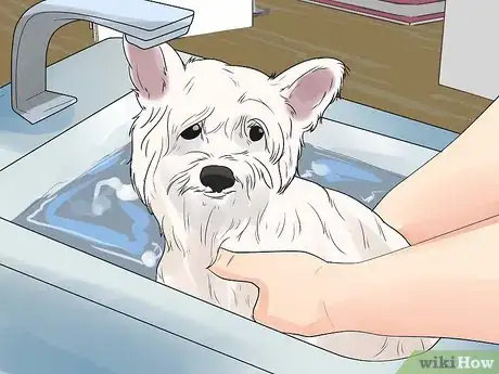 Imagen titulada Groom a Westie Step 15