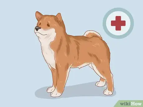 Imagen titulada Choose a Shiba Inu Puppy Step 12