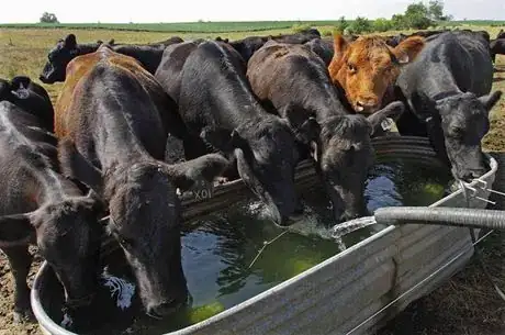 Imagen titulada Cattle water