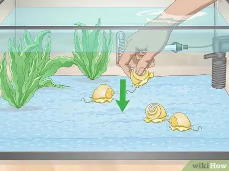 Imagen titulada Take Care of an Apple Snail Step 10