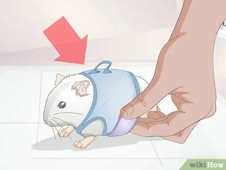 Imagen titulada Walk Your Hamster Step 1