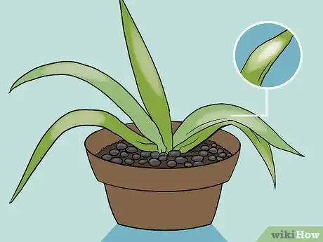 Imagen titulada Revive a Dying Aloe Vera Plant Step 9