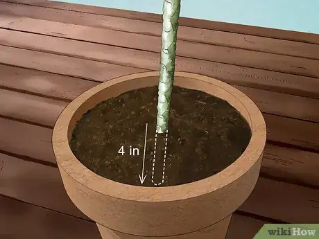 Imagen titulada Grow Plumeria from Cuttings Step 9