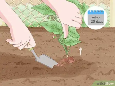 Imagen titulada Grow Sweet Potatoes Step 21